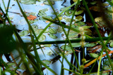 Water weeds.JPG