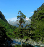 On the road to Milford Sound.JPG