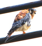 Baby hawk on a wire above the road.JPG