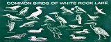Common Birds of White Rock Lake