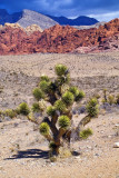 Joshua Tree at Red Rocks