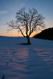 Backlit Tree