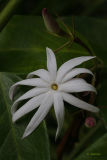 Star Flower