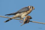 Kestrel with sparrow