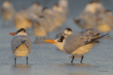 Royal Terns