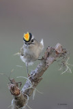 Golden-crowned Kinglet and Bug