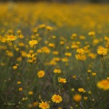 Spring Wildflowers