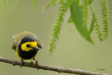 Hooded Warbler