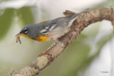 Northern Parula