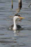 Clarks Grebe