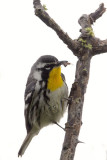 Yellow-Throated Warbler
