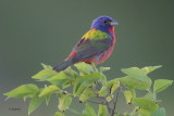 Painted Bunting