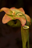 Pitcher Plant and Bloom