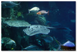 Atoll Reef - Ocean Park