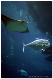 Atoll Reef - Ocean Park