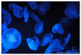 Sea Jelly Spectacular - Ocean Park