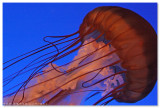 Sea Jelly Spectacular - Ocean Park