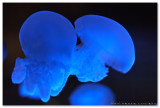 Sea Jelly Spectacular - Ocean Park