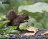 _MG_9094RedtailSquirrel.jpg