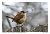 img_0418_CarWren_13x72.jpg