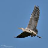 IMG_3406-800x800.JPG