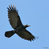 Large-billed Crow

Scientific name - Corvus macrorhynchos

Habitat - open country.

[20D + 400 5.6L + Tamron 1.4x TC, 560 mm, f/8]