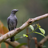 Bar-bellied Cuckoo-shrike (Female) 

Scientific name - Coracina striata striata 

Habitat - Forest and forest edge. 

[20D + 500 f4 L IS + Canon 1.4x TC, on tripod]
