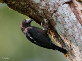 IMG_2830-800x600.jpg