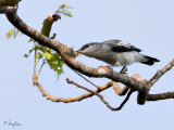 Cuckoo-shrikes, Trillers, Minivets, Leafbirds and Ioras