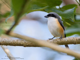 Mountain Shrike 
(A Philippine endemic) 

Scientific name - Lanius validirostris 

Habitat - Uncommon in montane forest (clearings and edge) above 1000 m. 

[20D + 500 f4 L IS + Canon 1.4x TC, hand held]
