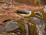 Grey Wagtail 

Scientific name - Motacilla cinerea 

Habitat - Streams and forest roads at all elevations. 

[20D + 500 f4 L IS + Canon 1.4x TC, hand held ] 
