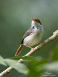 Rufous-tailed Tailorbird

Scientific name - Orthotomus sericeus

Habitat - Open habitats, scrub and mangroves.

[20D + 500 f4 L IS + Canon 1.4x TC, tripod/gimbal head] 
