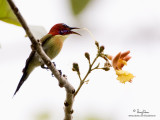 Lovely Sunbird
(a Philippine endemic, male)

Scientific name - Aethopyga shelleyi

Habitat - Cultivated areas, thickets, forest and edge below 2000 m.

[20D + 500 f4 L IS + Canon 1.4x TC, tripod/gimbal head] 
