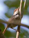 Rufous-tailed Tailorbird 

Scientific name - Orthotomus sericeus 

Habitat - Open habitats, scrub and mangroves. 

[20D + 500 f4 L IS + Canon 1.4x TC, tripod/gimbal head] 
