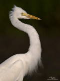 IMG_7349-1000x750.jpg