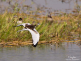 Pheasant-Tailed Jacana 

Scientific name - Hydrophasianus chirurgus 

Habitat - In wetlands with floating or emergent vegetation 

[1DM2 + 500 f4 L IS + Canon 1.4x TC, tripod/gimbal head] 
