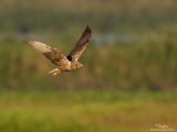 Eastern Marsh-Harrier 

Scientific name - Circus spilonotus 

Habitat - Uncommon, primarily in wetlands and grasslands. 

[1DM2 + 500 f4 L IS + Canon 1.4x TC, tripod/gimbal head]