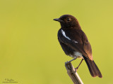 IMG_6820-1000x750.jpg