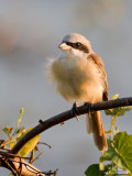 IMG_6807-1000x750.jpg