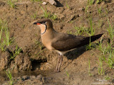 Oriental Pratincole 
(in breeding plumage) 

Scientific name - Glaerola maldivarum 

Habitat - Drier open areas, dry ricefields, pastures and plowed fields. 

[20D + 500 f4 L IS + stacked Canon/Tamron 1.4x TCs, 1000 mm, f/11, bean bag]
