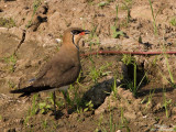 Oriental Pratincole 
(in breeding plumage) 

Scientific name - Glaerola maldivarum 

Habitat - Drier open areas, dry ricefields, pastures and plowed fields. 

[20D + 500 f4 L IS + stacked Canon/Tamron 1.4x TCs, 1000 mm, f/11, bean bag] 
