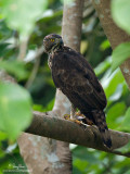 Philippine Hawk-Eagle 
(a Philippine endemic, adult, provisional ID) 

Scientific name - Spizaetus philippensis 

Habitat - Uncommon in forest from the lowlands to over 1900 m. 

[20D + 500 f4 L IS + Canon 1.4x TC, bean bag] 


