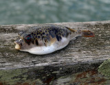 Toadfish and Timber