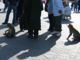 IMG_5660_8_1.JPG