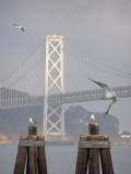 Bay Bridge Birds