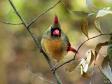 Cardinal Cardinalis cardinalis