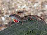 Brown Anole [CUBAN ANOLE]  Anolis sagrei sagrei