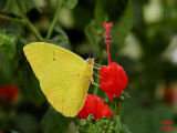 Clouded Sulphur Butterfly Colias philodice