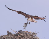 Osprey Breakfast