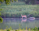 Deer in Pond